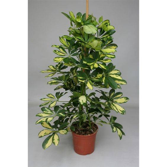 Schefflera arboricola ‘Gold Capella’ 