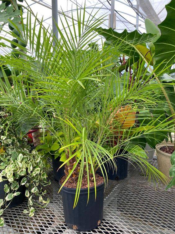 Phoenix roebellini (Date Palm)