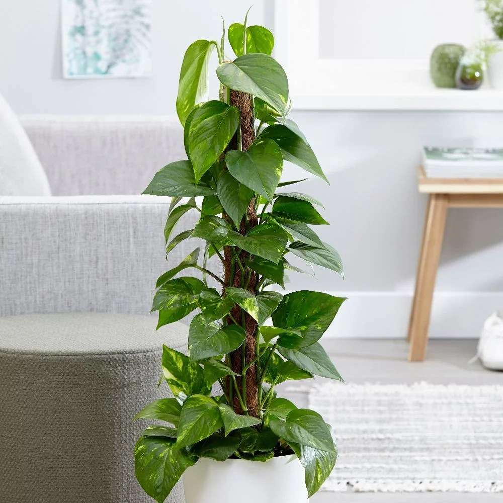 Money Plant or Epipremnum aureum  