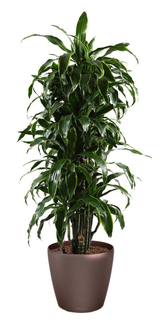 Dracaena fragrans "Ulises"