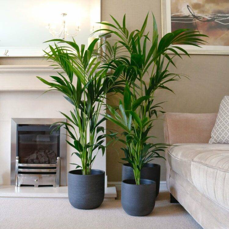 kentia palm (3sets)