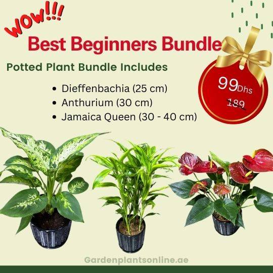 WOW OFFER - Best Beginner Pack
