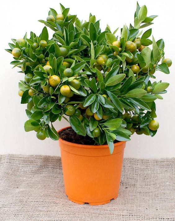 Citrus Microcarpa (Calamansi Citrus Microcarpa)