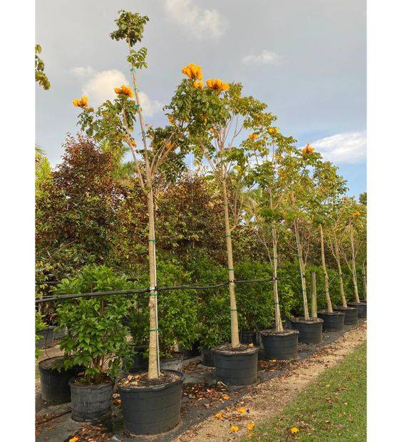 Spathodea campanulata 