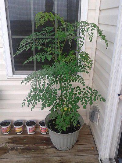 Moringa Oleifera (Drum-Stick Tree)