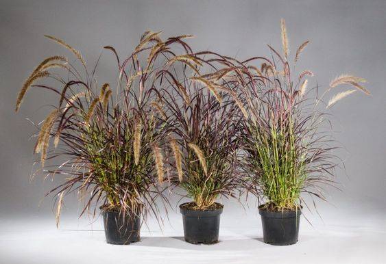 Pennisetum Rubrum
