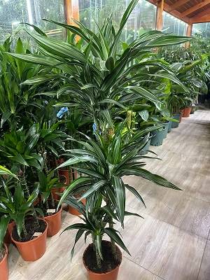 Dracaena fragrans 'Warneckii' -silver | Corn Plant