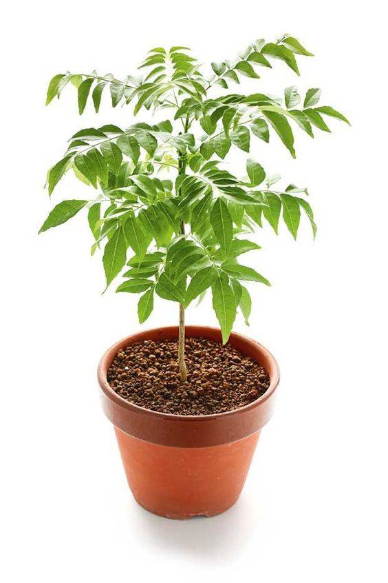 Curry Leaves (Kadi Patta)