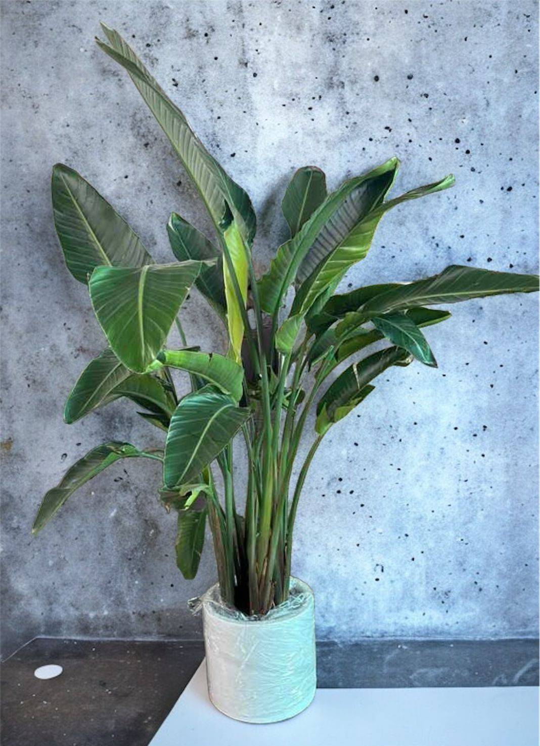 Strelitzia Nicolai or Bird of Paradise