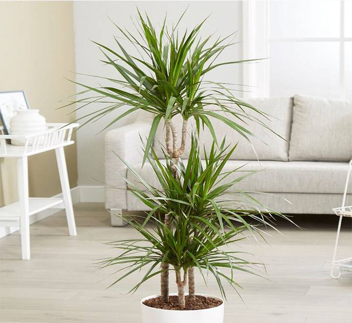 Dracaena Marginata