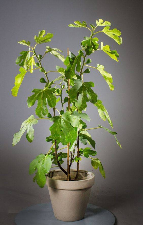 Ficus carica (Fig Tree)