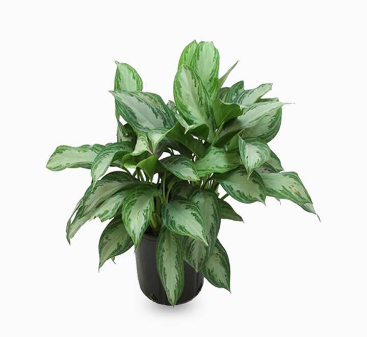 Aglaonema “Silver Queen” Chinese