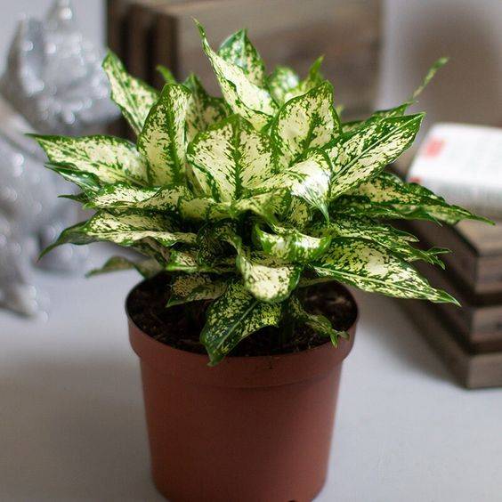 Aglaonema spring snow
