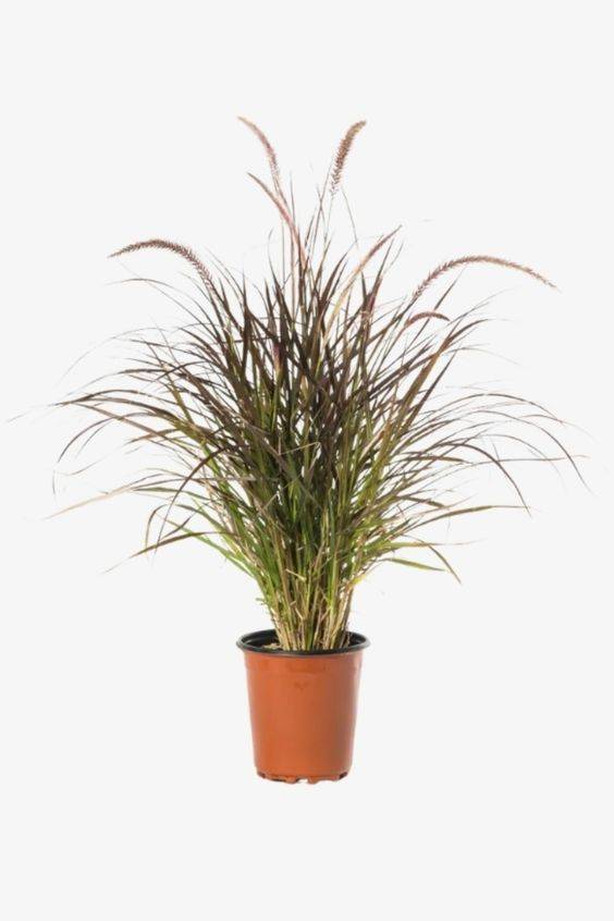 Pennisetum setaceum