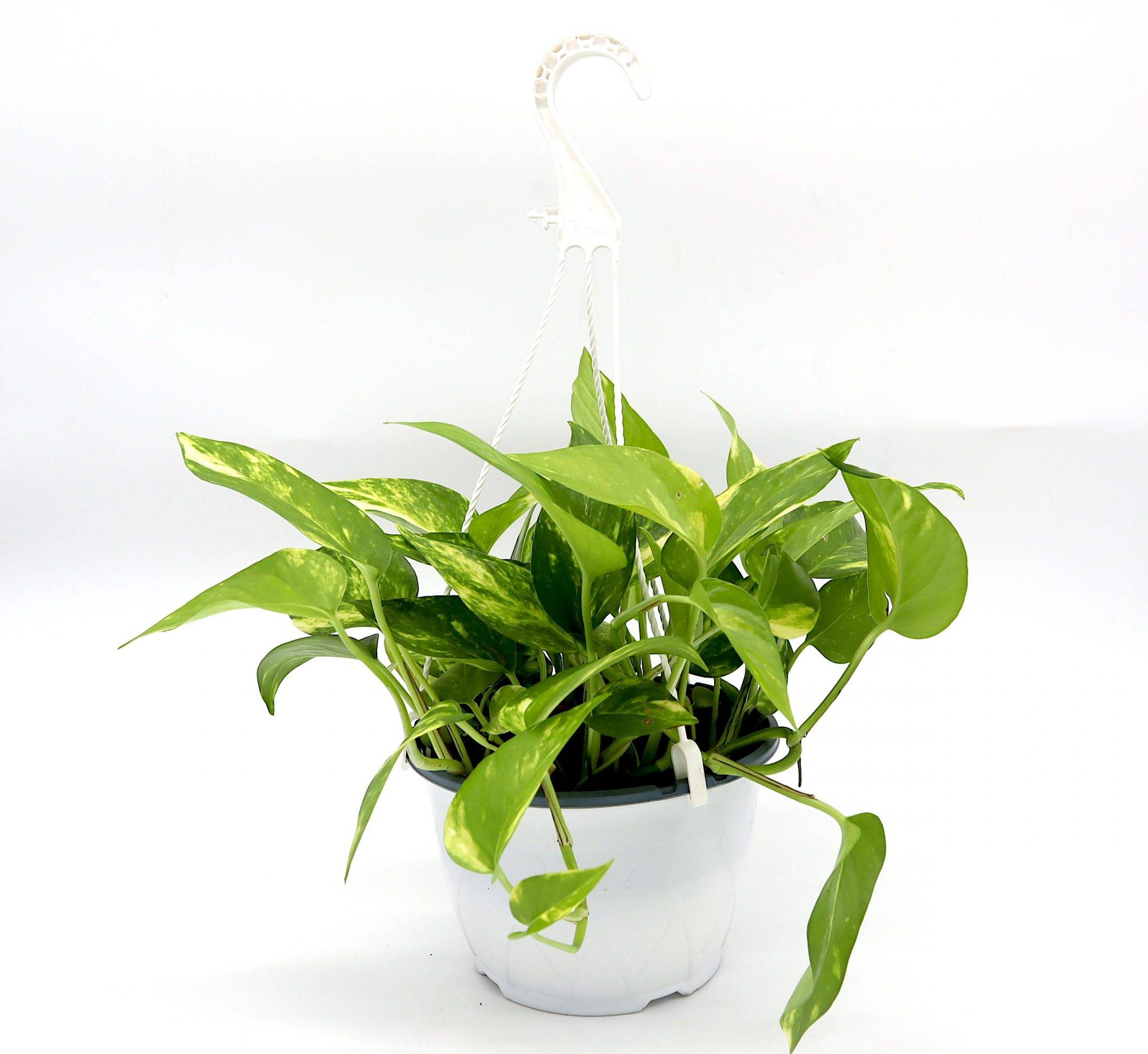 Hanging Money Plant “Epipremnum aureum”
