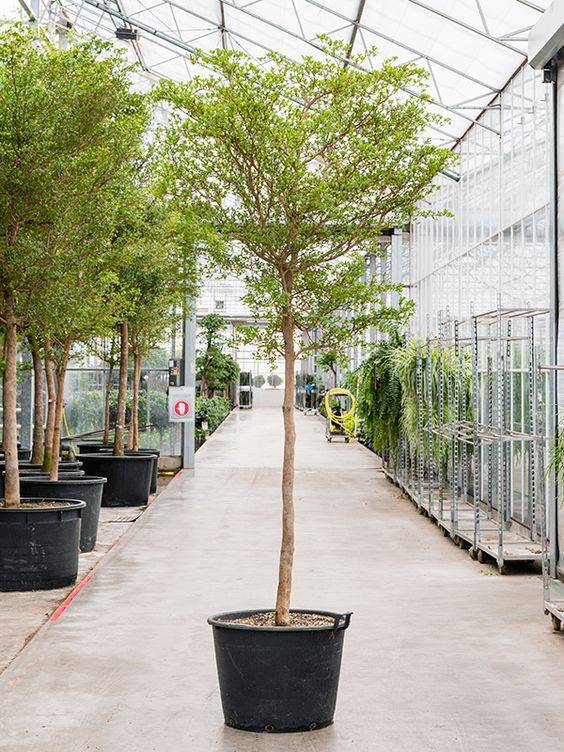 Bucida buceras (Black Olive Tree)