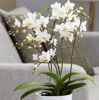 Dendrobium Berry Oda ( Orchids)