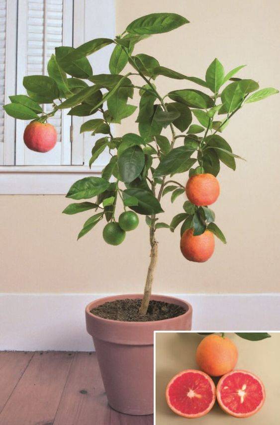 Citrus Sinensis (Orange) - Spain