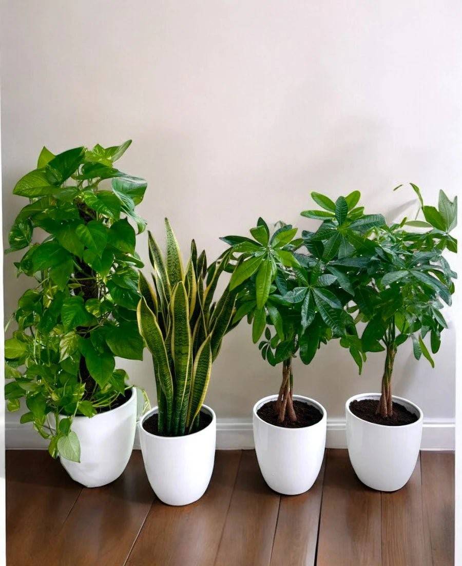Office Green combo (4 Pcs)