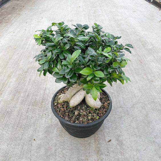 Ficus ginseng bonsai