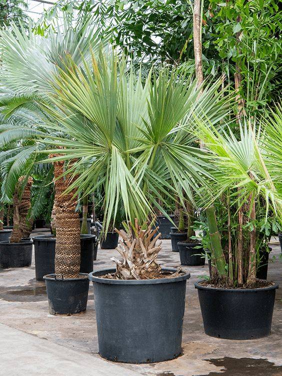 Sabal palmetto