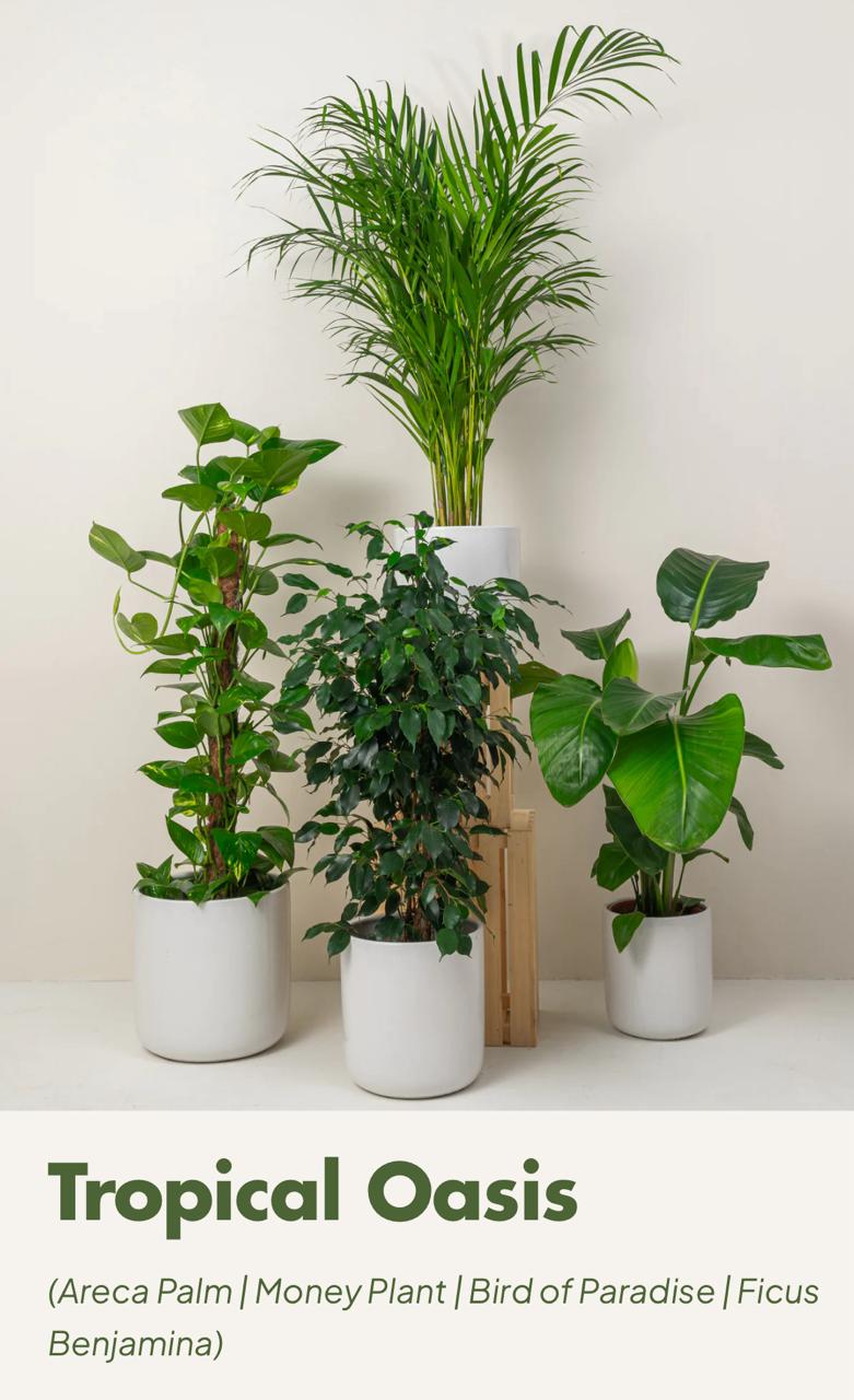 potted plants -Tropical mix with ceramic pot