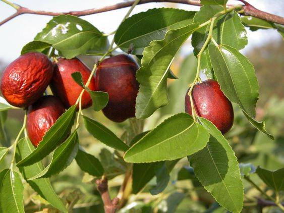 Ziziphus jujuba