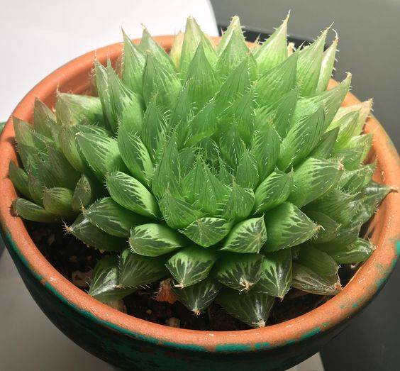 Haworthia Cooperi