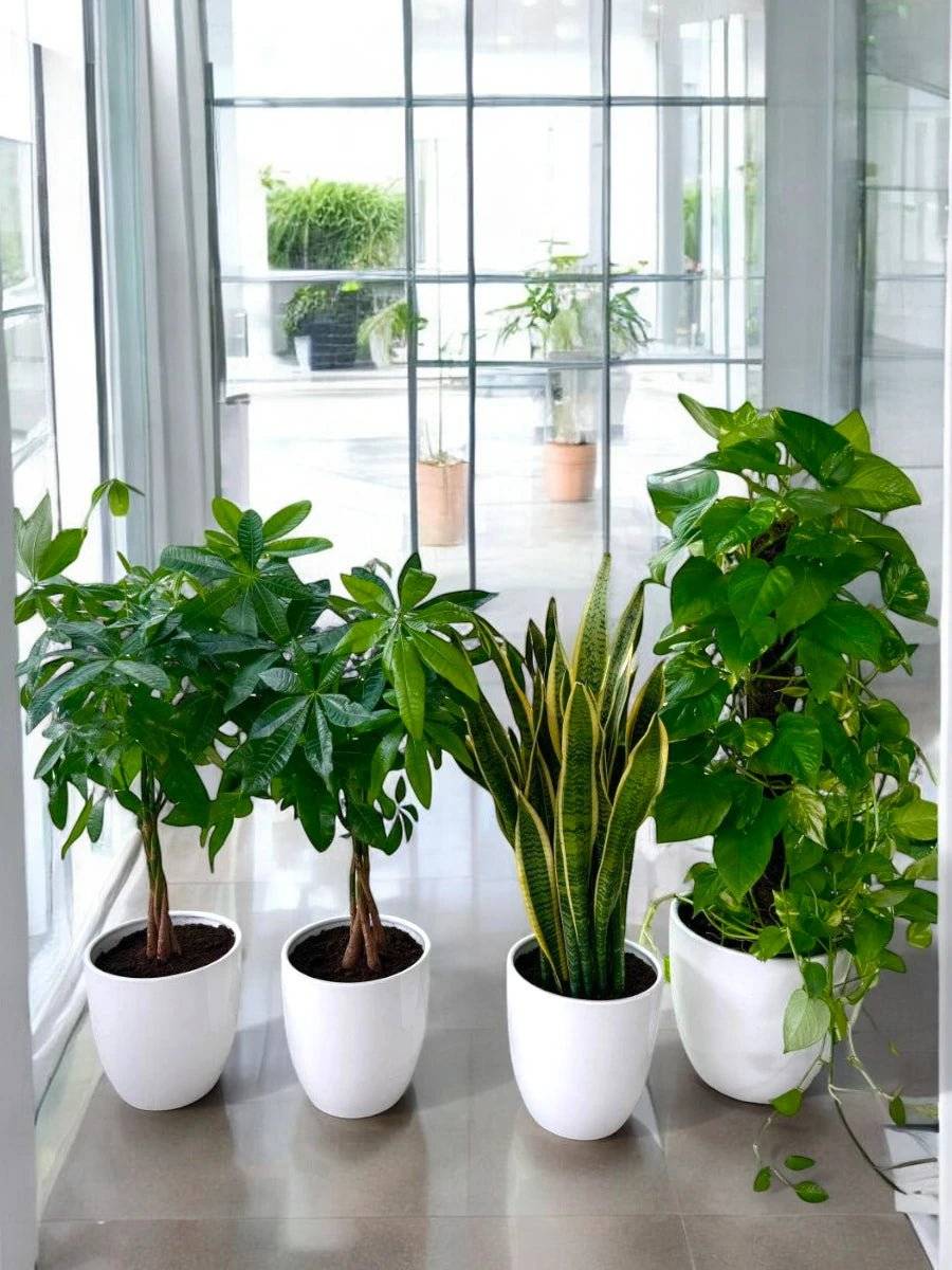 HEALTH & WEALTH BUNDLE - 4X PLANTS 