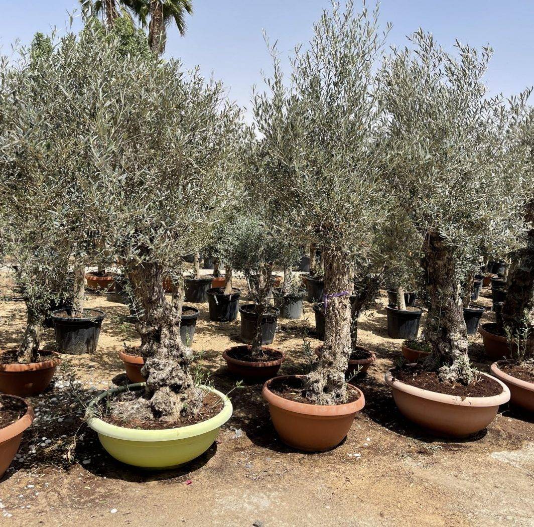Olea europea or Olive Tree 1.7 – 2.0m, 200-300mm Trunk Diameter,