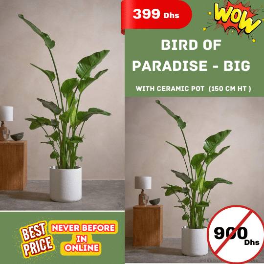Wow Offer - Bird of paradise 