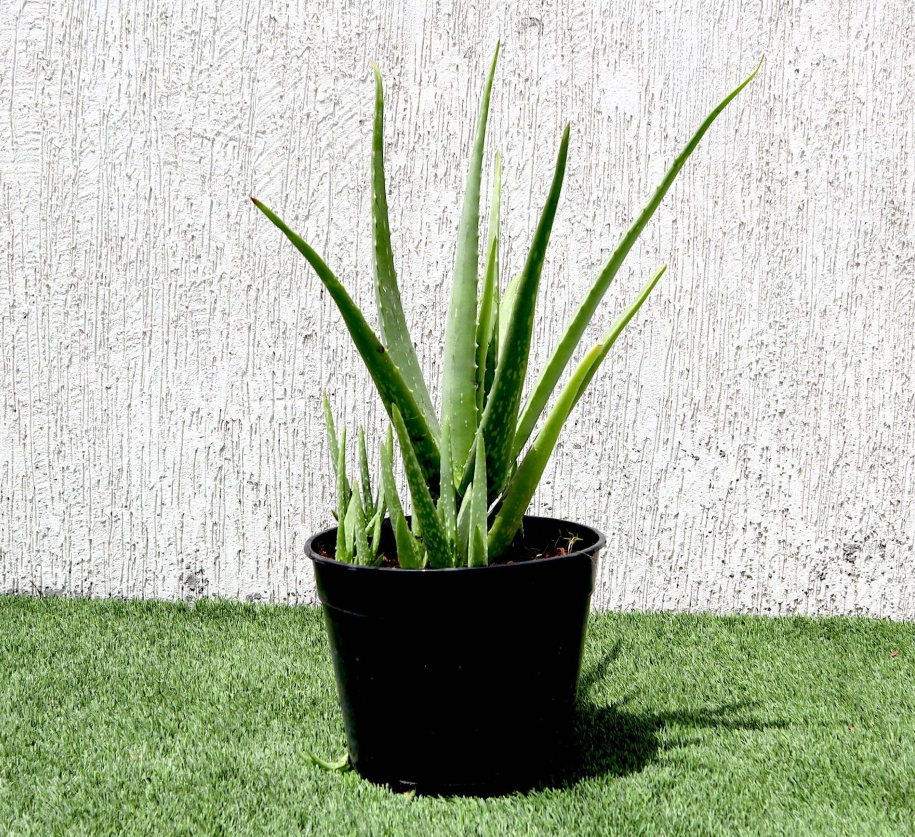 Aloe vera, Medicina Aloe, Savila 