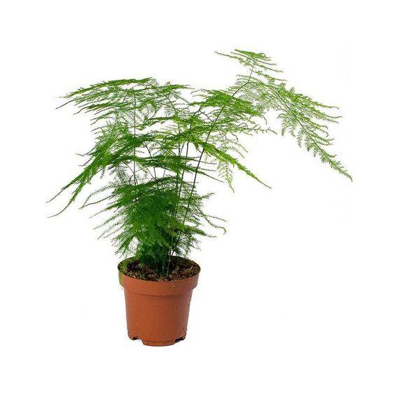 Asparagus setaceus