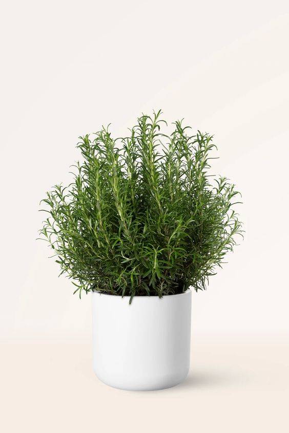 Rosmarinus officialis