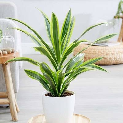 Dracaena fragrans 'Lemon Lime' | Corn Plant