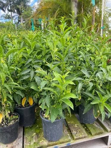 Cestrum nocturnum “Night Queen or Night-blooming jasmine”