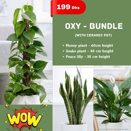 Wow Offer - Oxy Bundle
