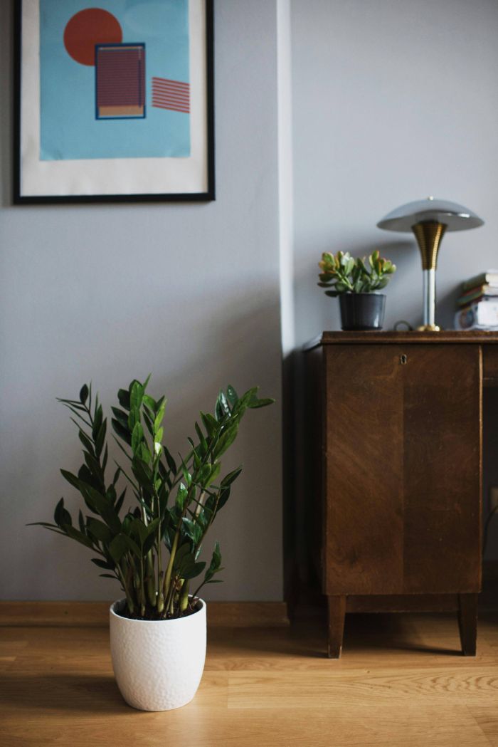 Zamioculcas Zamiifolia (Ever green indoor plant)