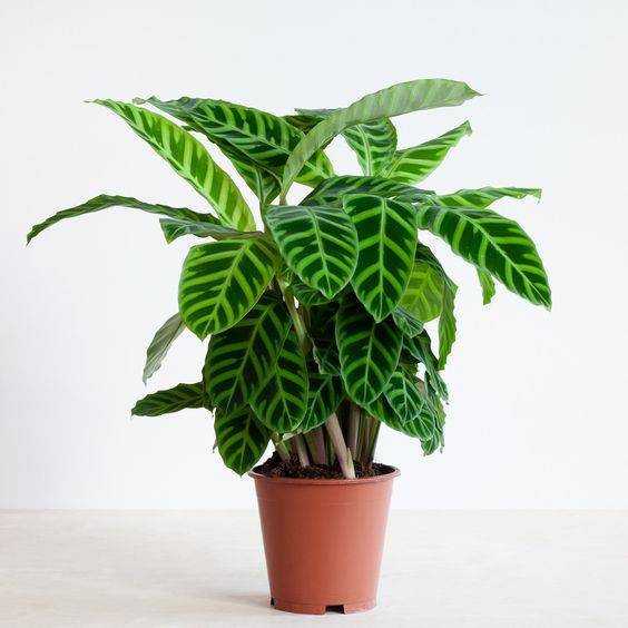 Goeppertia veitchiana 'Medaillon' | The Zebra Plant (marantaceae