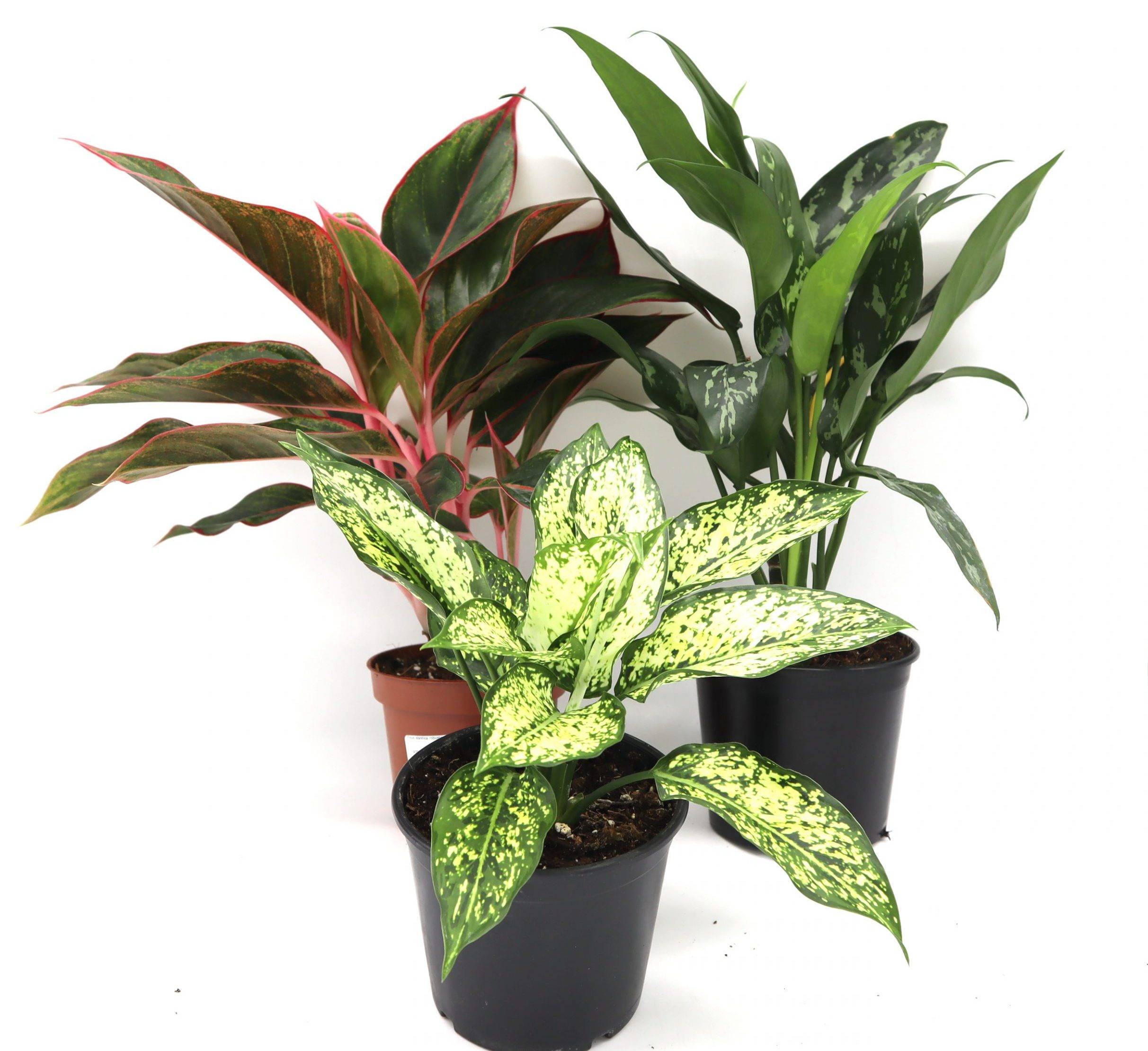 Aglaonema Sp (wishes)