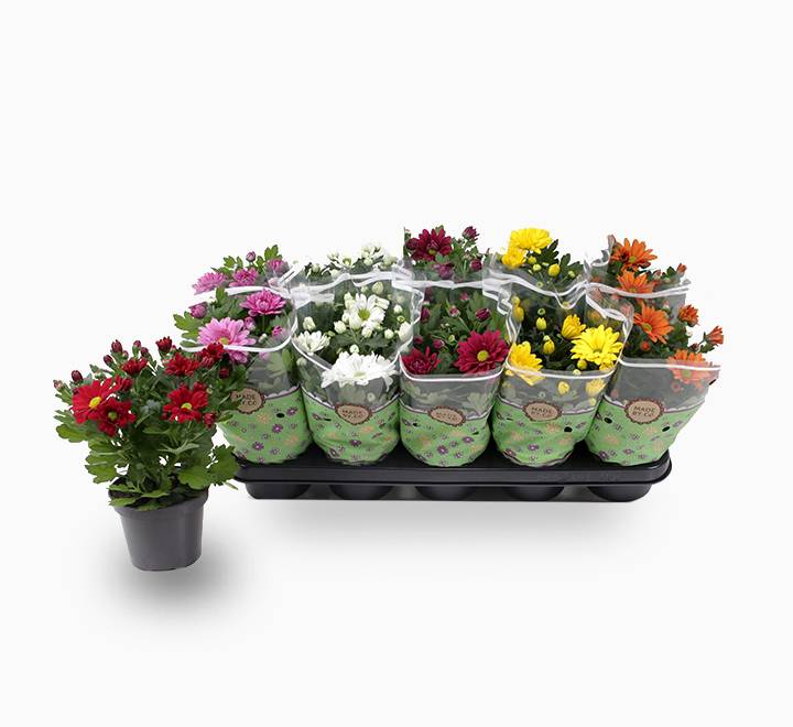Chrysanthemum assorted 20 – 25cm