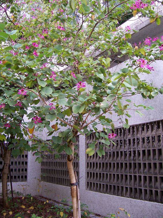 Bauhinia purpurea 