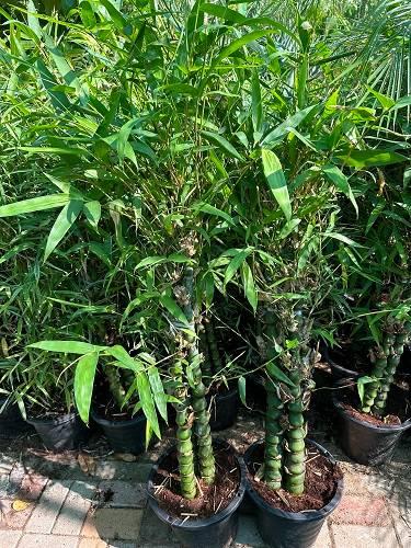 Bambus green or Tropical Bamboo 1.5 – 1.8m