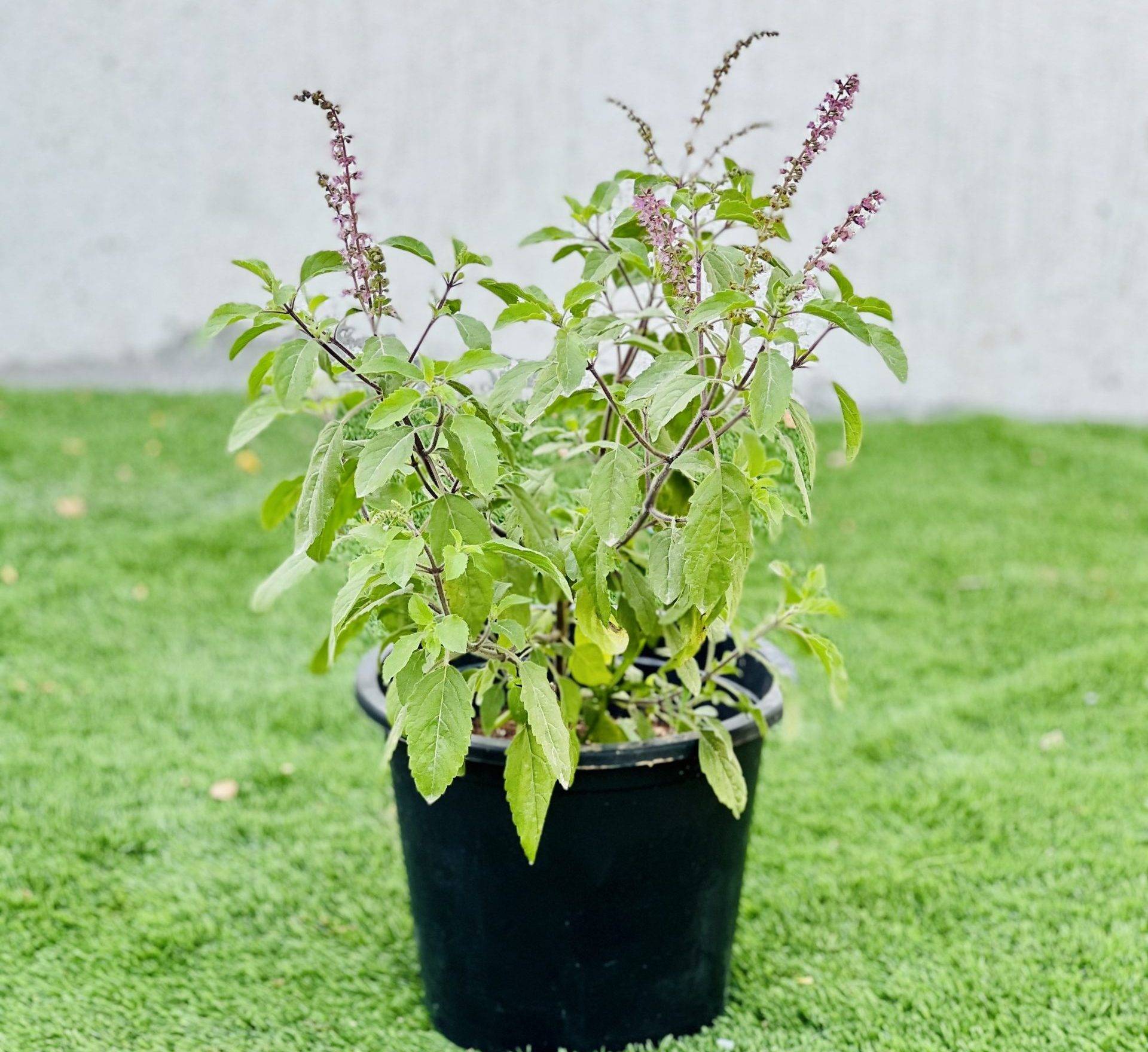Ocimum tenuiflorum/Tulsi plant/Holy Basil (20-30 cm)