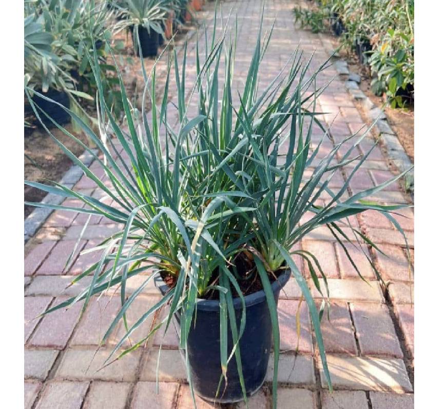 Spanish Dagger “Yucca Gloriosa” 0.5-0.6m
