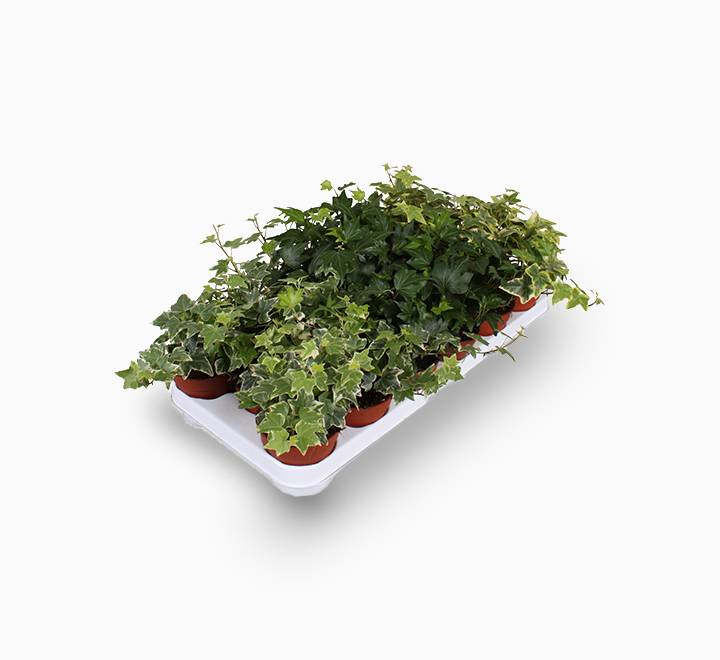 Hedera helix or English Ivy “Mixed Per Plant” 15-25 cm