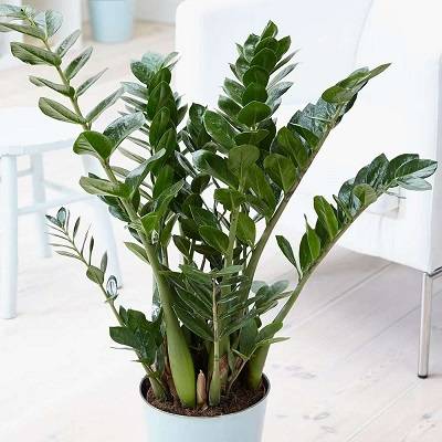 Zamioculcas Zamiifolia or ZZ Plant