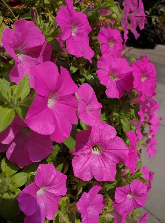 Petunias