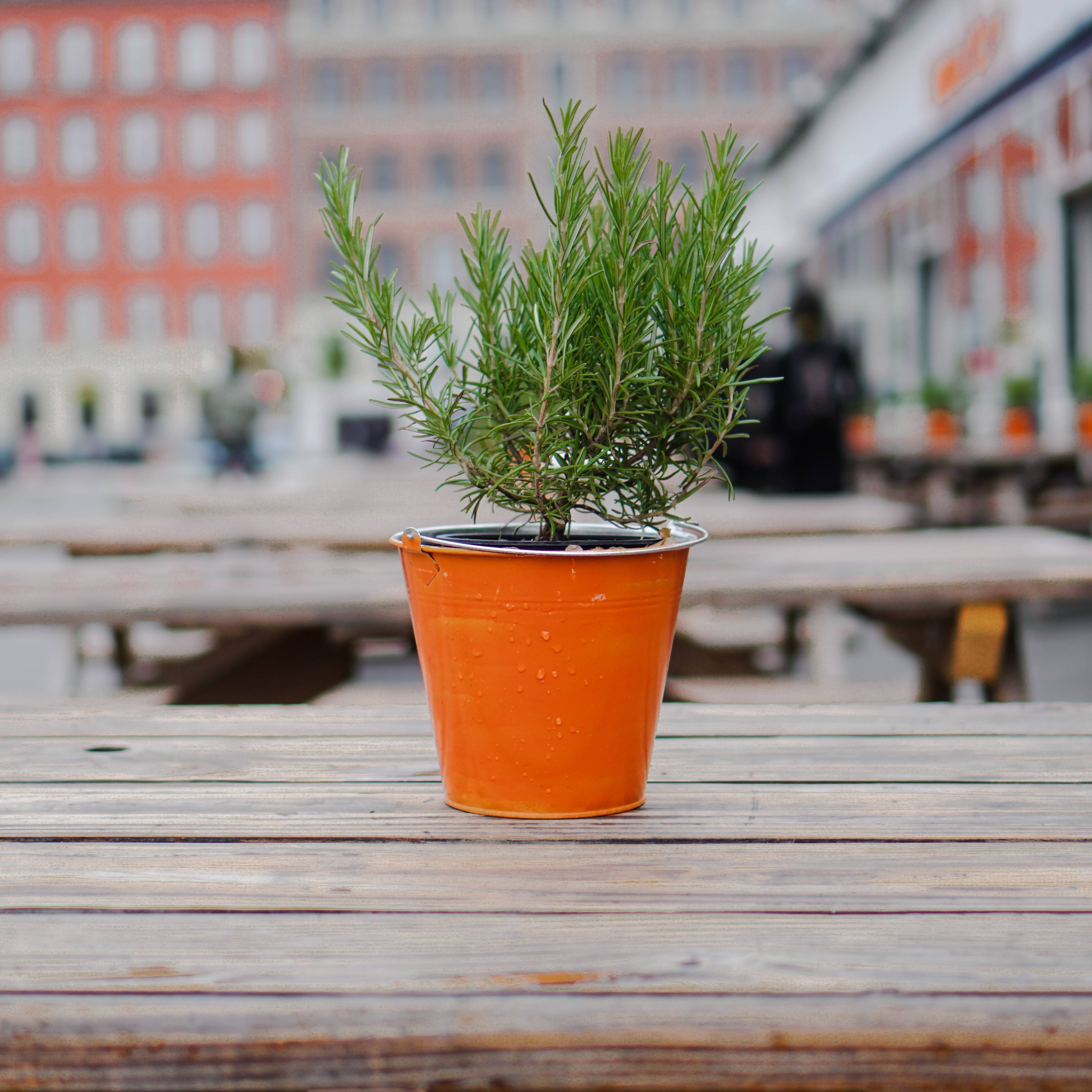 Rosemary Herb
