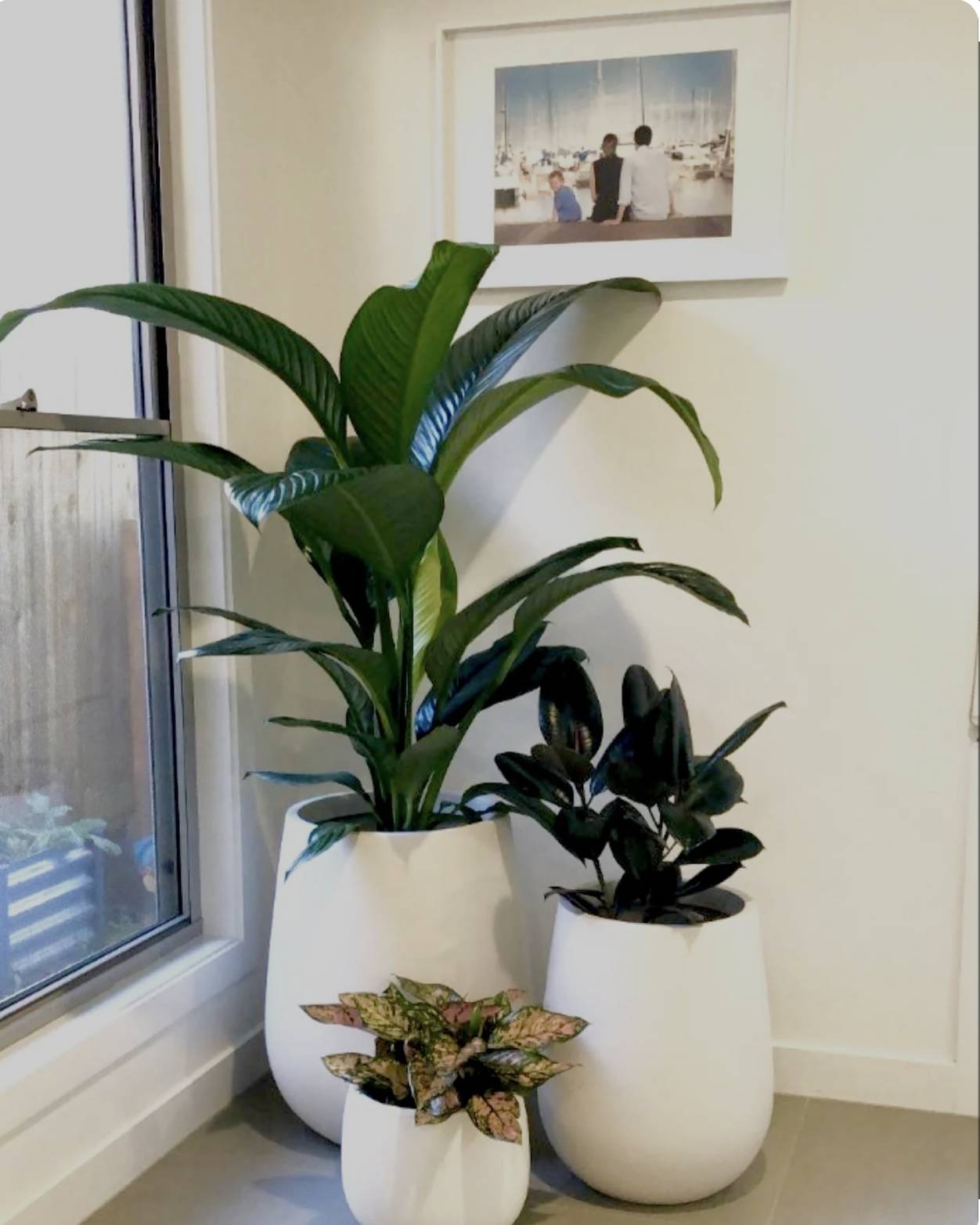combo (premium House Plants - 3 pcs) - Air Purifying bundle